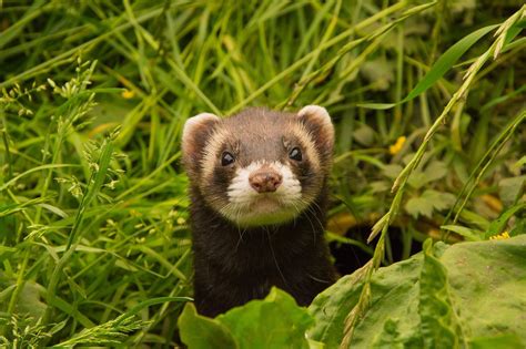 Ferret Wallpapers - Top Free Ferret Backgrounds - WallpaperAccess