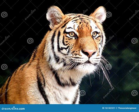 Siberian Tiger Cub stock image. Image of mammal, wildlife - 16142321