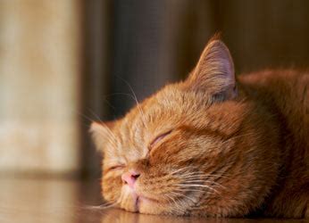 Cats Snoring: Normal or Abnormal?