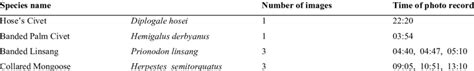 Species of viverrids recorded during the camera trapping survey in... | Download Table