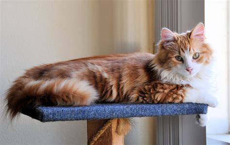 What Is A Torbie Cat? How To Distinguish Between A Torbie And A Tortie?