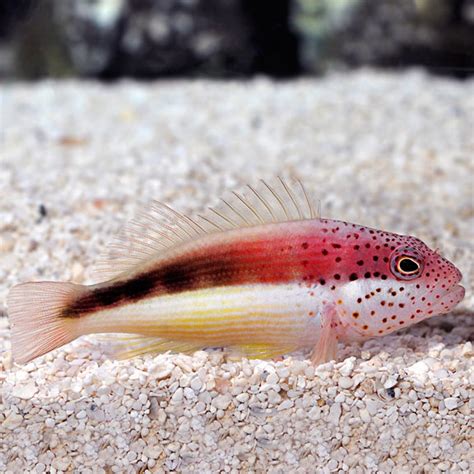 Freckled Hawkfish (Forster's or Blackside Hawkfish): Saltwater Aquarium Fish