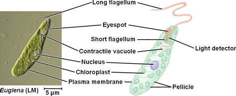 A Labeled Eyespot