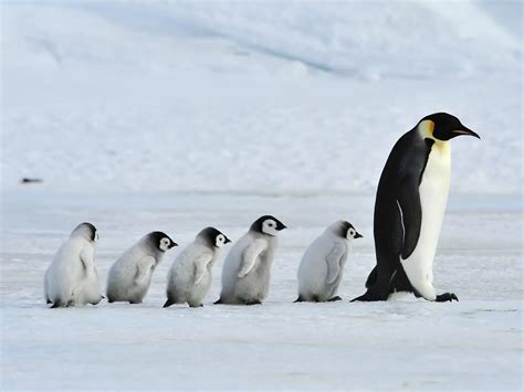 Baby Penguins: Ultimate Guide (with Pictures) | Bird Fact