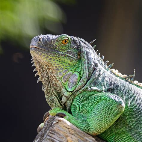 Female Green Iguana stock image. Image of environment - 33567215