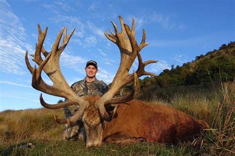 New Zealand Red Stag hunting on the South Island