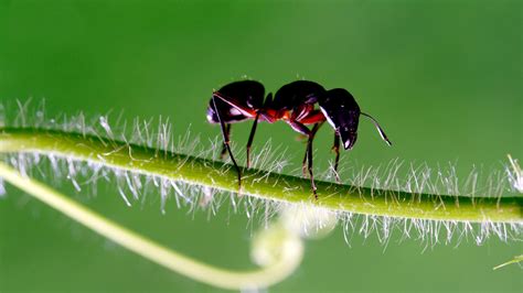 Ant Killer: How to Get Rid of Ants