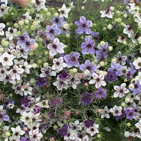 Love-in-a-Mist Starry Night Mix – Floret Flower Farm