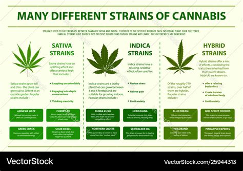 Different strains cannabis horizontal info Vector Image