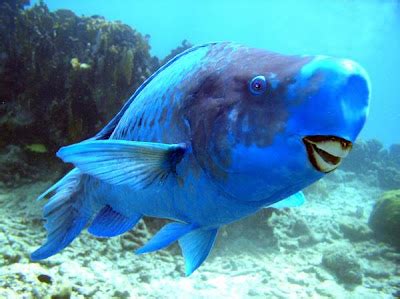 Fish Index: Blue Parrotfish (Scarus coeruleus)