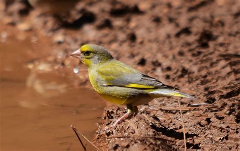 Hellenic Nature: Carduelis chloris