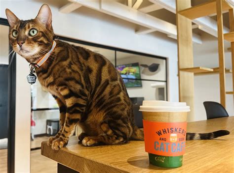 Whiskers and Soda Cafe: Grab a Coffee and Adopt a Cat | Dallas Observer