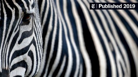 Why Do Zebras Have Stripes? Scientists Camouflaged Horses to Find Out ...