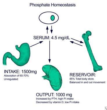 Hyperphosphatemia: Practice Essentials, Background, Pathophysiology