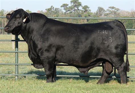 Herd Sires - Mound Creek Ranch - Brangus Cattle in Texas