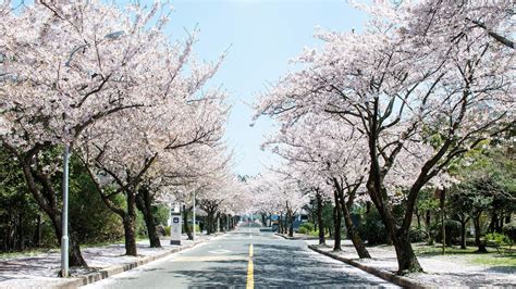 Experience the Magic of Jeju Island Cherry Blossoms: A Complete Travel Guide » Agoda: See The ...