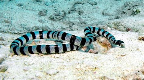 Black-banded Sea Krait | Cobras, Serpente, Criaturas marinhas