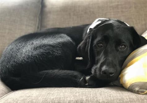 Lab and Golden retriever mix: Loving and devoted - The Goldens Club