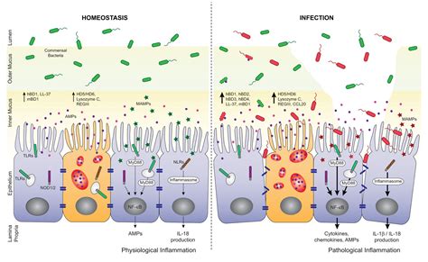 Disease Begins in the Mucus - Perfect Health Diet | Perfect Health Diet