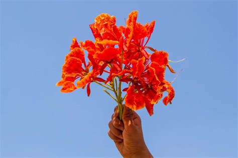 Royal Poinciana Bonsai Flame Tree Care: Expert Growing Guide