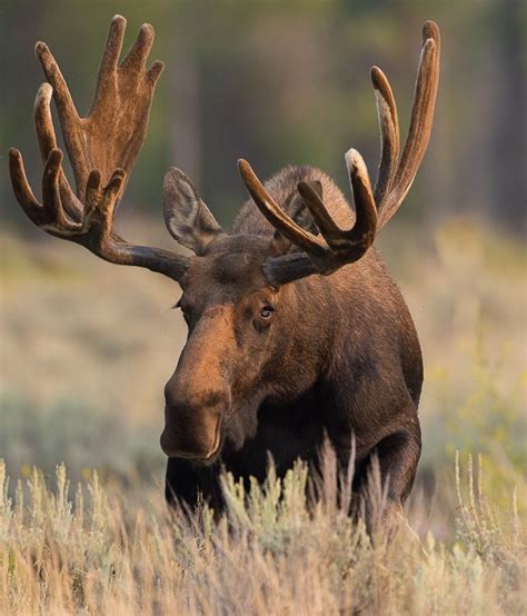 Our Jackson Hole wildlife tour is not to be missed! We will travel around Jackson Hole, Grand ...