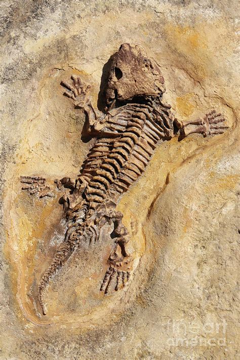 Seymouria baylorensis - cast of fossil Early Permian period Photograph ...