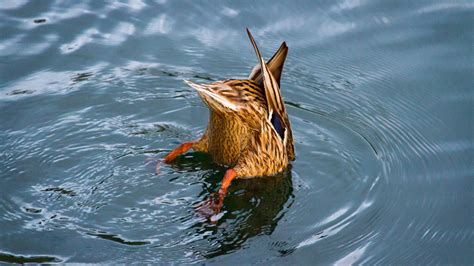 Fish eggs can hatch after being eaten and pooped out by ducks