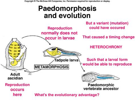 PPT - 4. Phylogeny I Chordate Origins PowerPoint Presentation, free download - ID:274797