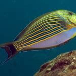 Acanthurus Lineatus