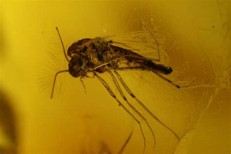 Three Fossil Flies (Diptera) and Several Mites (Acari) in Baltic Amber ...