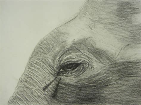 Elephant Eyes Drawing at GetDrawings | Free download