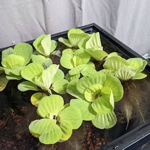 Water Hyacinth pontederia Crassipes Easy Live Aquarium Pond - Etsy