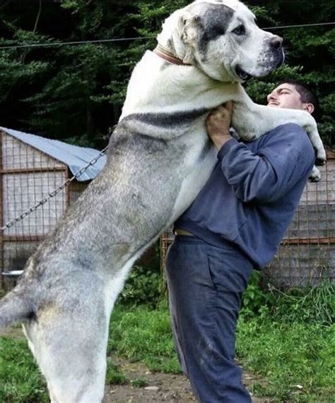 Meet the giant Alabai dog - Animals | Alabai dog, Massive dogs, Giant dogs