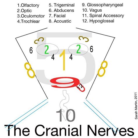 Cranial nerves, Nurse, Nursing mnemonics