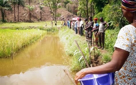 Fish farming brings food and nutrition security to Sierra Leone | WorldFish