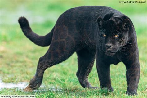 Melanistic Animals Pictures & Facts, What Is Melanism In Animals?