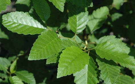 Alnus rubra, Red Alder – Woodbrook Native Plant Nursery