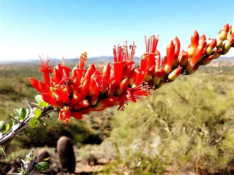 The Ocotillo Plant - Guzman's Garden Centers