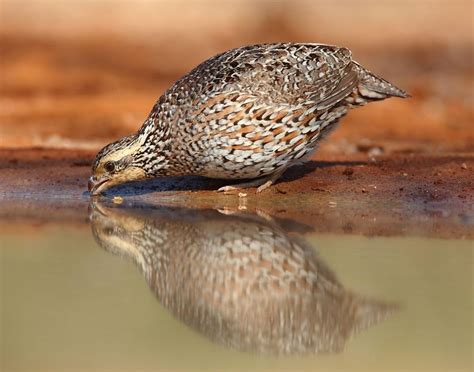 Bobwhite Quail | Quail, Game birds, Nature birds