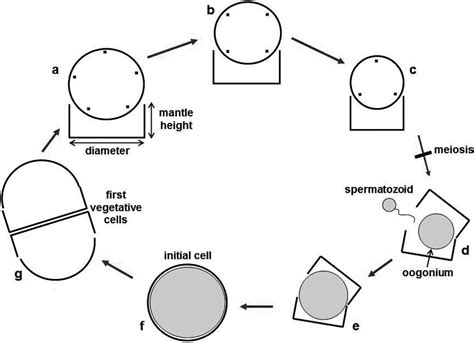 Diagram summarizing typical life cycle of an oogamous (usually centric ...