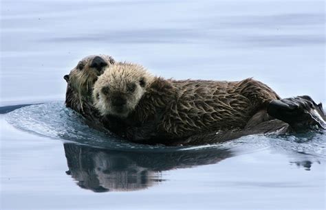 The Monterey Bay Aquarium’s Sea Otter Surrogacy Program Is Helping Wild ...