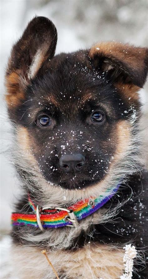 German shepherd puppy in the snow. iOS8 HD wallpaper for iPhone and ...