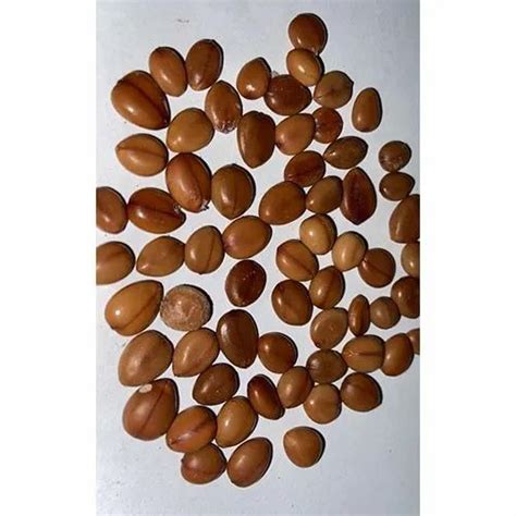 Cassia Fistula Seeds, Packaging Type: Hdpe Bag, Packaging Size: 1 Kg at Rs 200/kg in Chikkaballapur