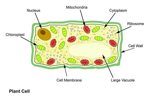 Basic structure of a plant and animal cell introduction