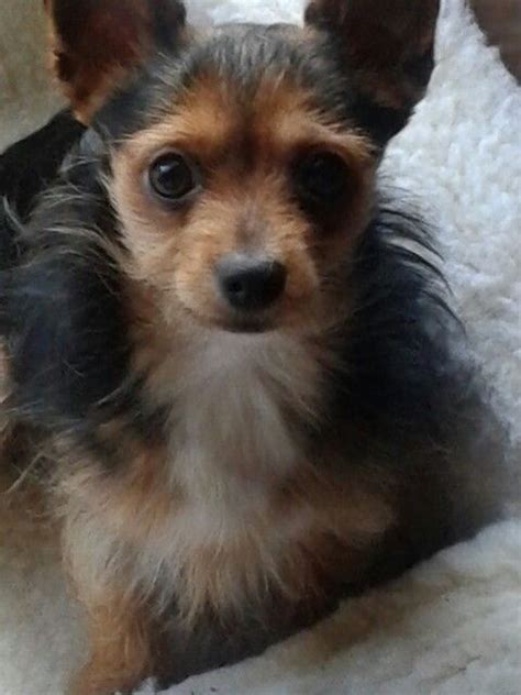 Chihuahua yorkie mix...chorkie :-) Animals And Pets, Yorkie Chihuahua Mix, Cute Dogs And Puppies ...