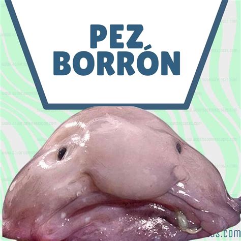 Descubre al pez borrón 【 EL PEZ MÁS FEO 】que existe