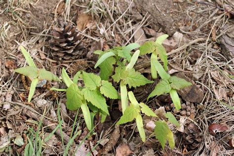 Collecting and Preparing a Sycamore Seed for Planting