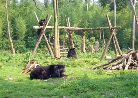 A Visit To The Animals Asia Moon Bear Sanctuary In Chengdu, China