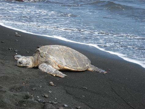 Hawaii beach, sea turtles!!!! | Hawaii beaches, Black sand beach, Black sand beach hawaii