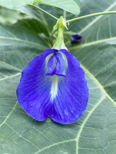 Beautiful Blue Butterfly Pea Flower in the Garden Stock Photo - Image ...